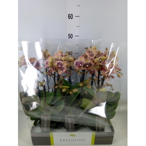 Phalaenopsis multi.   ...yellow