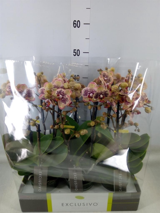 <h4>Phalaenopsis multi.   ...yellow</h4>