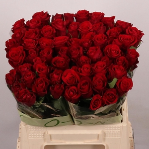 R GR RED RIBBON