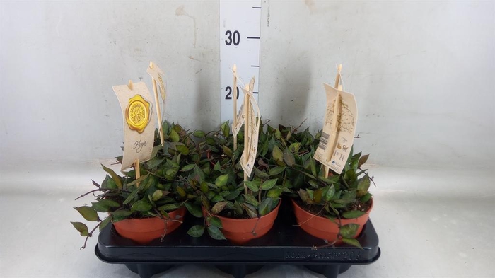 <h4>Hoya krohniana 'Black Leaves'</h4>