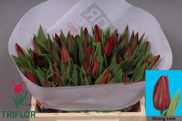 <h4>TU EN STRONG LOVE</h4>