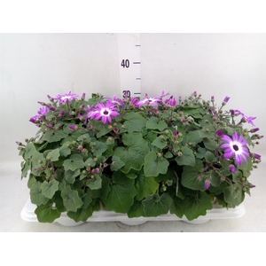 Pericallis cr. 'Senetti Magenta Bi'