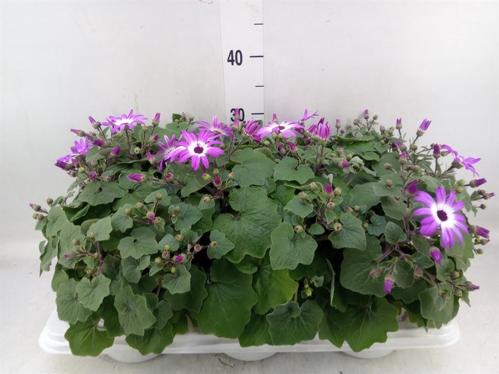 <h4>Pericallis cr. 'Senetti Magenta Bi'</h4>