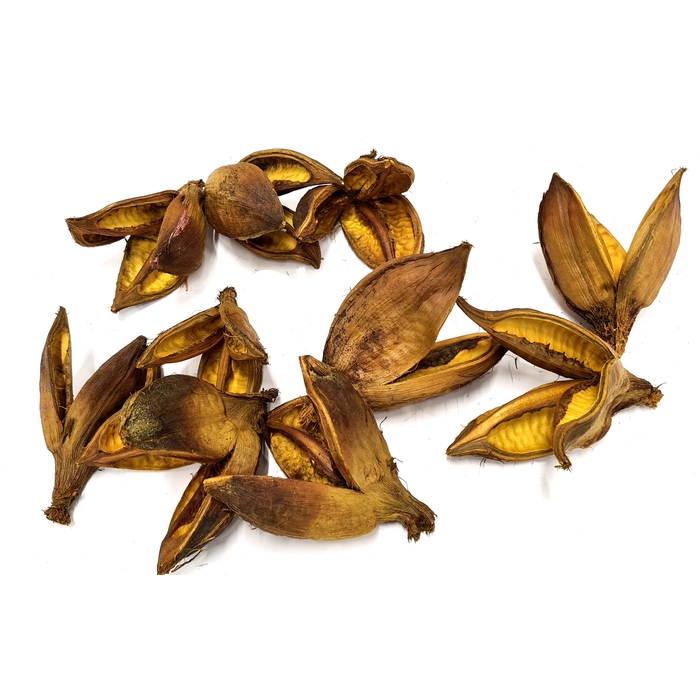<h4>Sororoca penca flower 10pcs in poly Yellow</h4>
