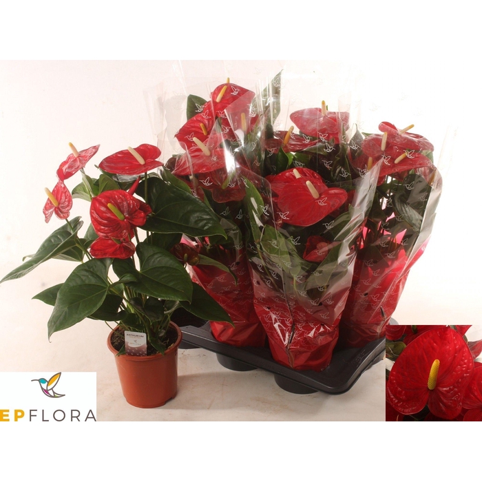 <h4>ANTHU AN FAMOUS RED</h4>
