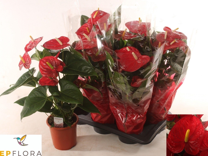 <h4>ANTHU AN FAMOUS RED</h4>