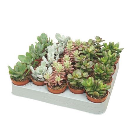 Succulent Gemengd 5cm