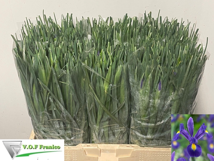 <h4>IRIS BLUE MAGIC</h4>