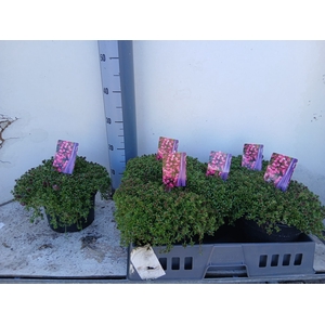THYM PRAECOX