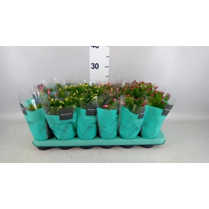 Schlumbergera   ...mix 4