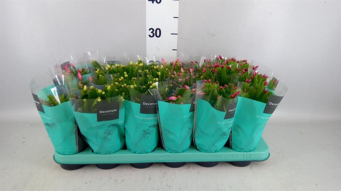 <h4>Schlumbergera   ...mix 4</h4>