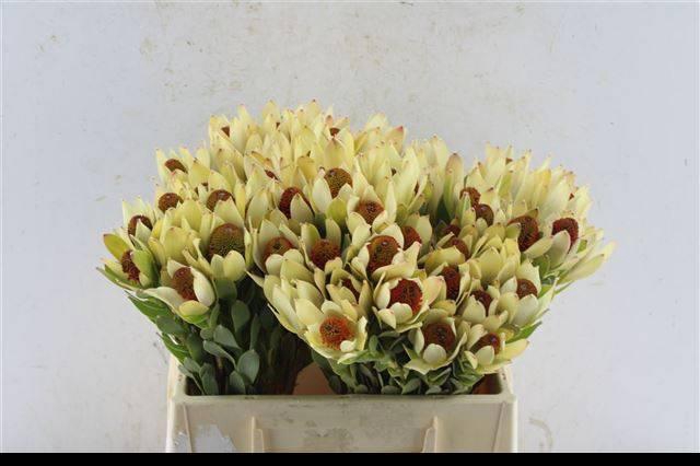 <h4>LEUCAD DISC POM-POM</h4>