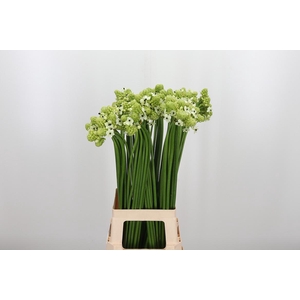 Ornithogalum Saundersiae