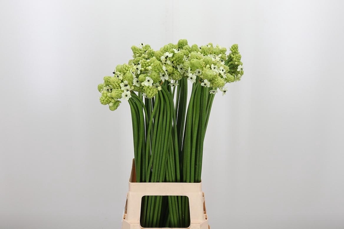 <h4>Ornithogalum Saundersiae</h4>