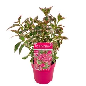 Hydrangea serrata