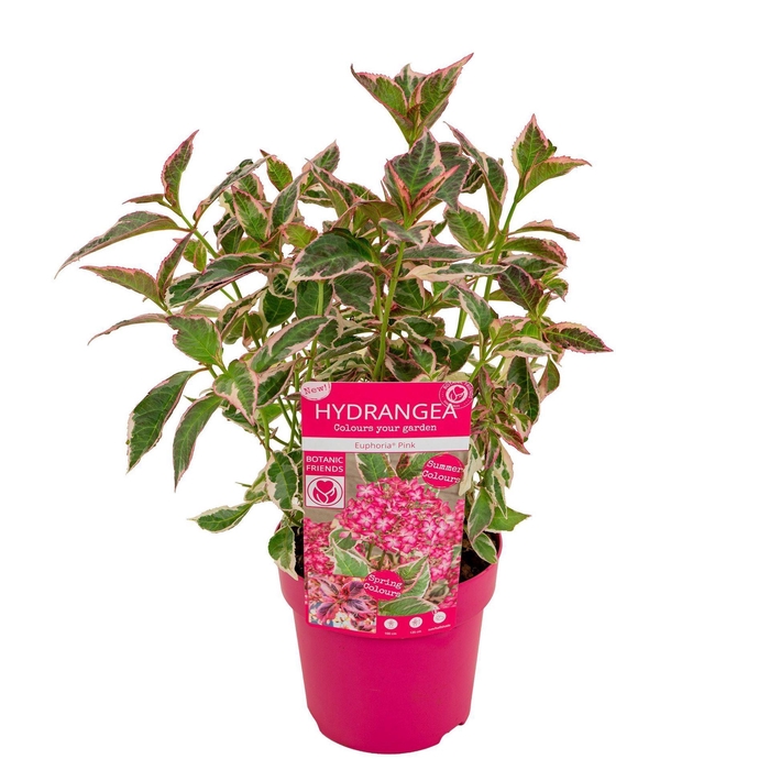 <h4>Hydrangea serrata</h4>
