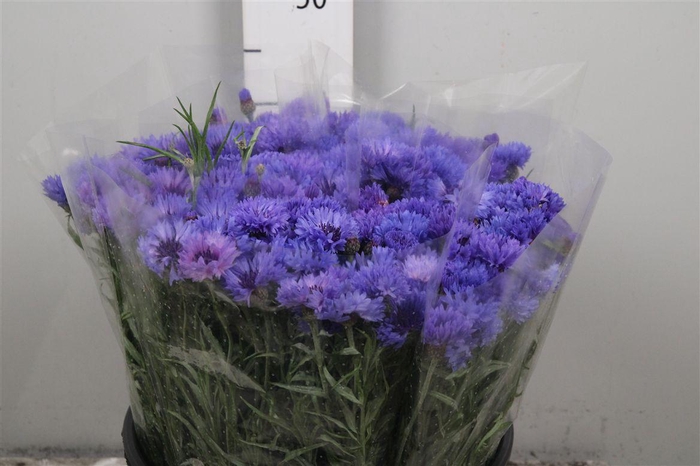 <h4>Centau Blue</h4>