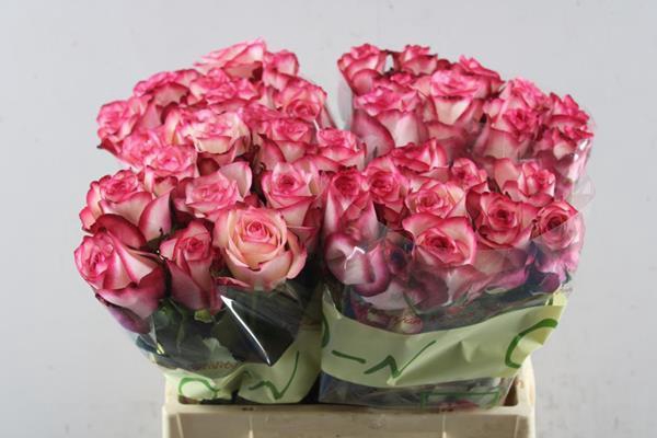 <h4>R Gr Paloma L40</h4>