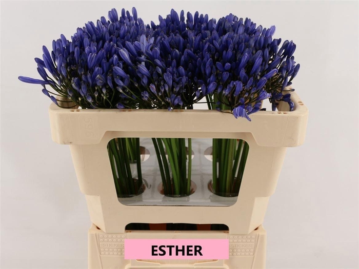 <h4>AGAP ESTHER</h4>