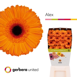 Gerbera Alex Diamond