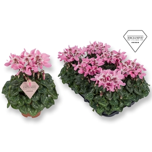 Cyclamen Exclusive® Djix Roze