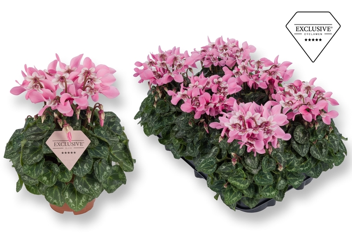 <h4>Cyclamen Exclusive® Djix Roze</h4>