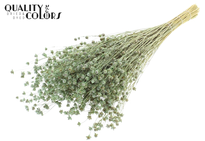 <h4>Lino Vlas p/bunch in poly Frosted Mint Green</h4>