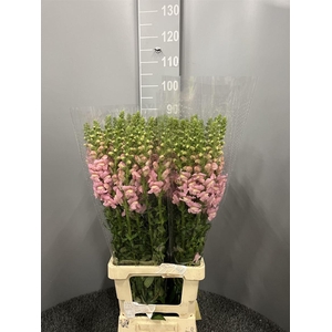 Antir Poto Appleblossom