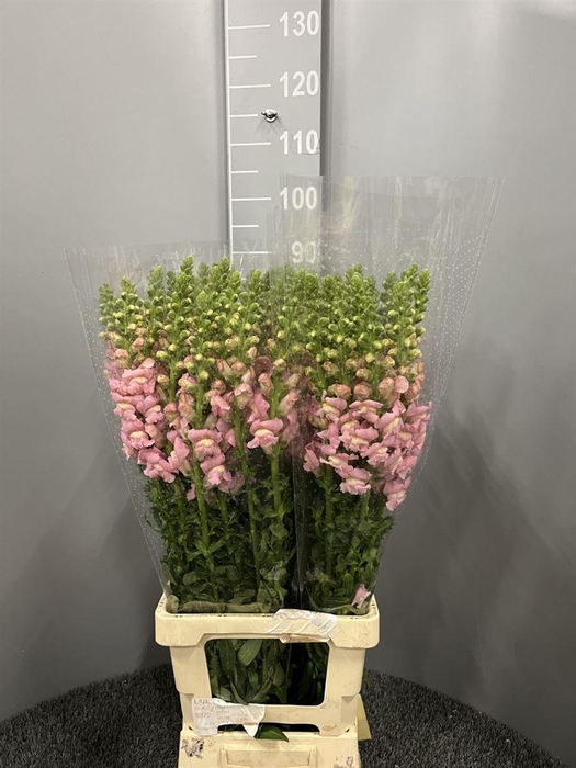 <h4>Antir Poto Appleblossom</h4>