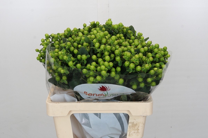 <h4>Hypericum Green Power</h4>