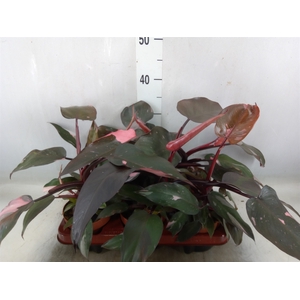 Philodendron   ...
