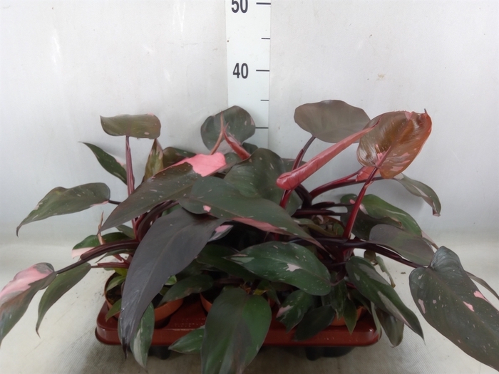 <h4>Philodendron   ...</h4>