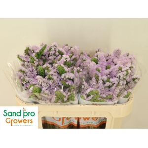 LIM S TESSA LAVENDER