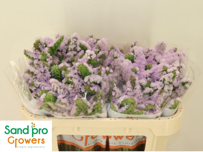 <h4>LIM S TESSA LAVENDER</h4>