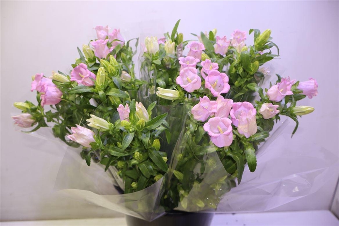 <h4>Camp M Pearl Pinkx5</h4>