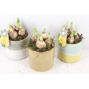arr4 Narcis PL - Ker. pot mix x6