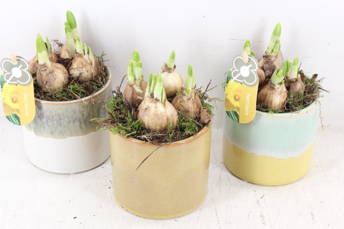 <h4>arr4 Narcis PL - Ker. pot mix x6</h4>