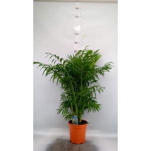 Chamaedorea elegans