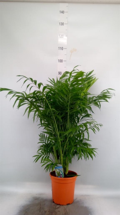 <h4>Chamaedorea elegans</h4>