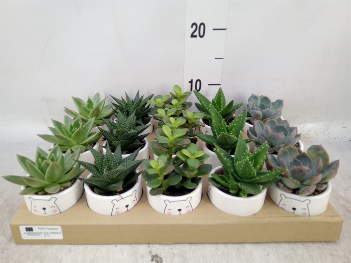 <h4>Succulents   ...mix 3</h4>