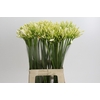 Agapanthus Gletsjer