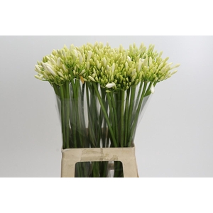 Agapanthus Gletsjer