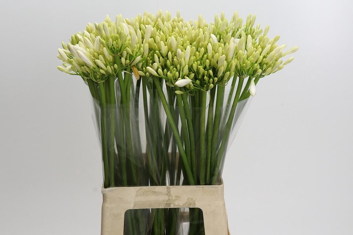 Agapanthus Gletsjer