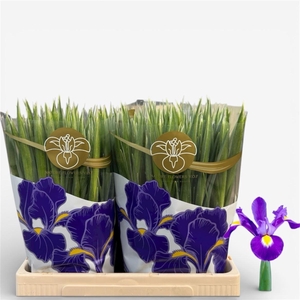Iris Blue Magic