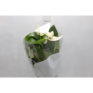 ANTHURIUM ALASKA P17
