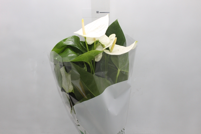 <h4>ANTHURIUM ALASKA P17</h4>