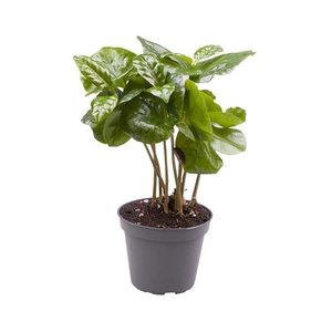 Coffea Arabica 6Ø 18cm