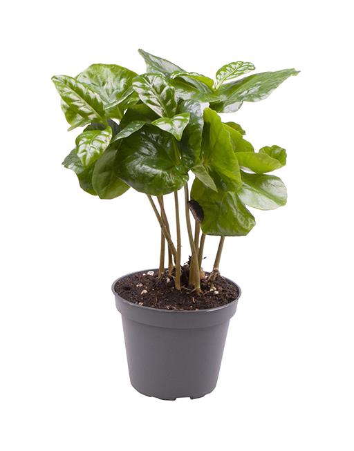 Coffea Arabica 6Ø 18cm