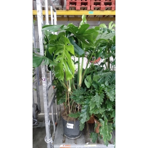 Monstera delic.