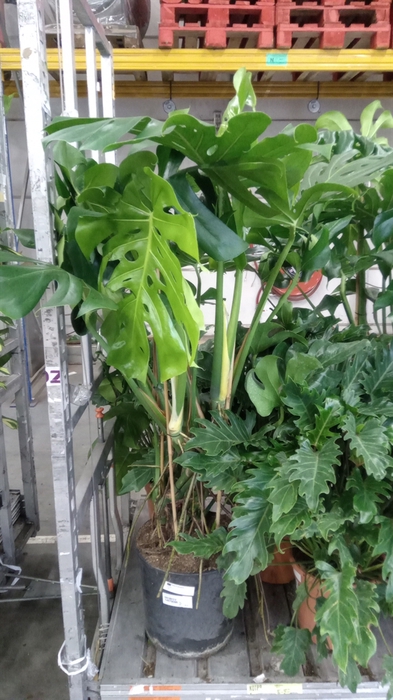 <h4>Monstera delic.</h4>